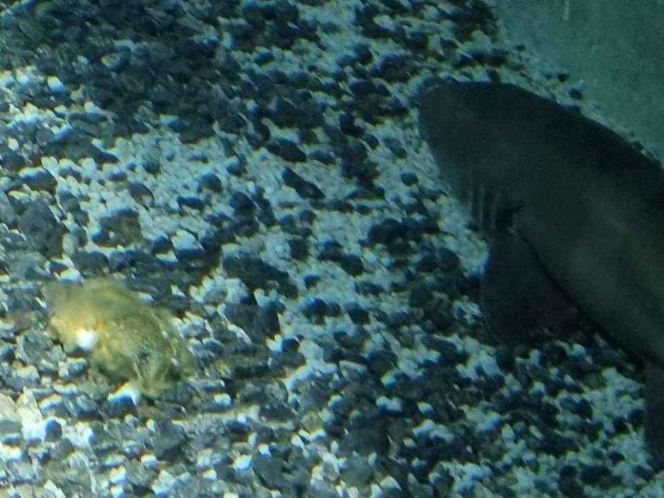 Tubarões do Aquário de Santos estão 'grávidos'